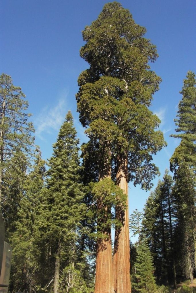 Šis milžiniškas medis vis dar auga